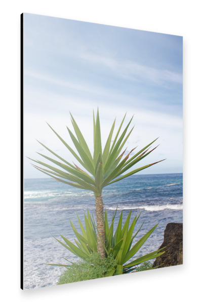 Alu-Dibond "Yucca-Palme" 30x20 cm artboxONE