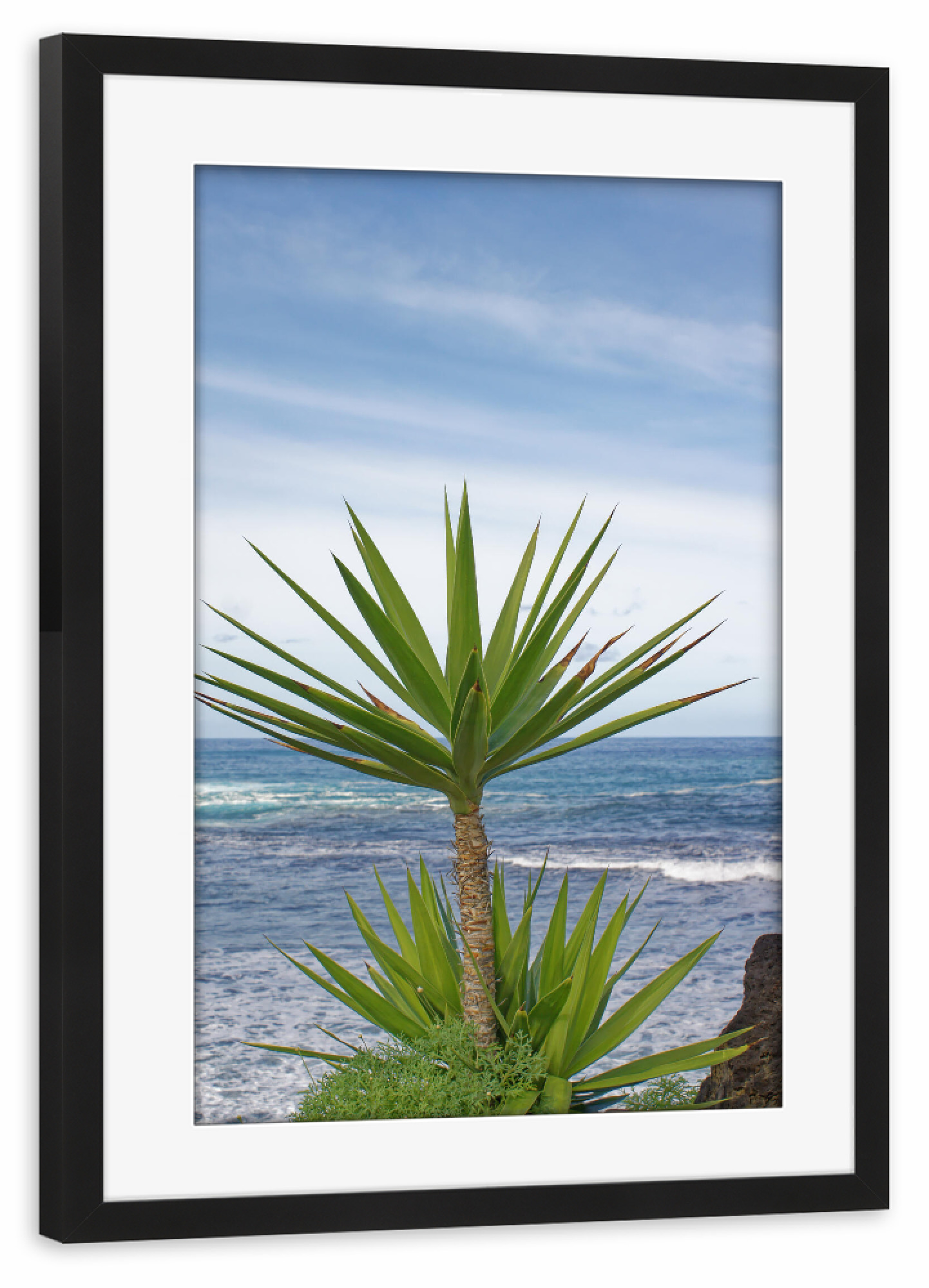 Poster mit Rahmen schwarz "Yucca-Palme" artboxONE - Natur,Reise,Reise / Strand und Meer,Reise / Länder