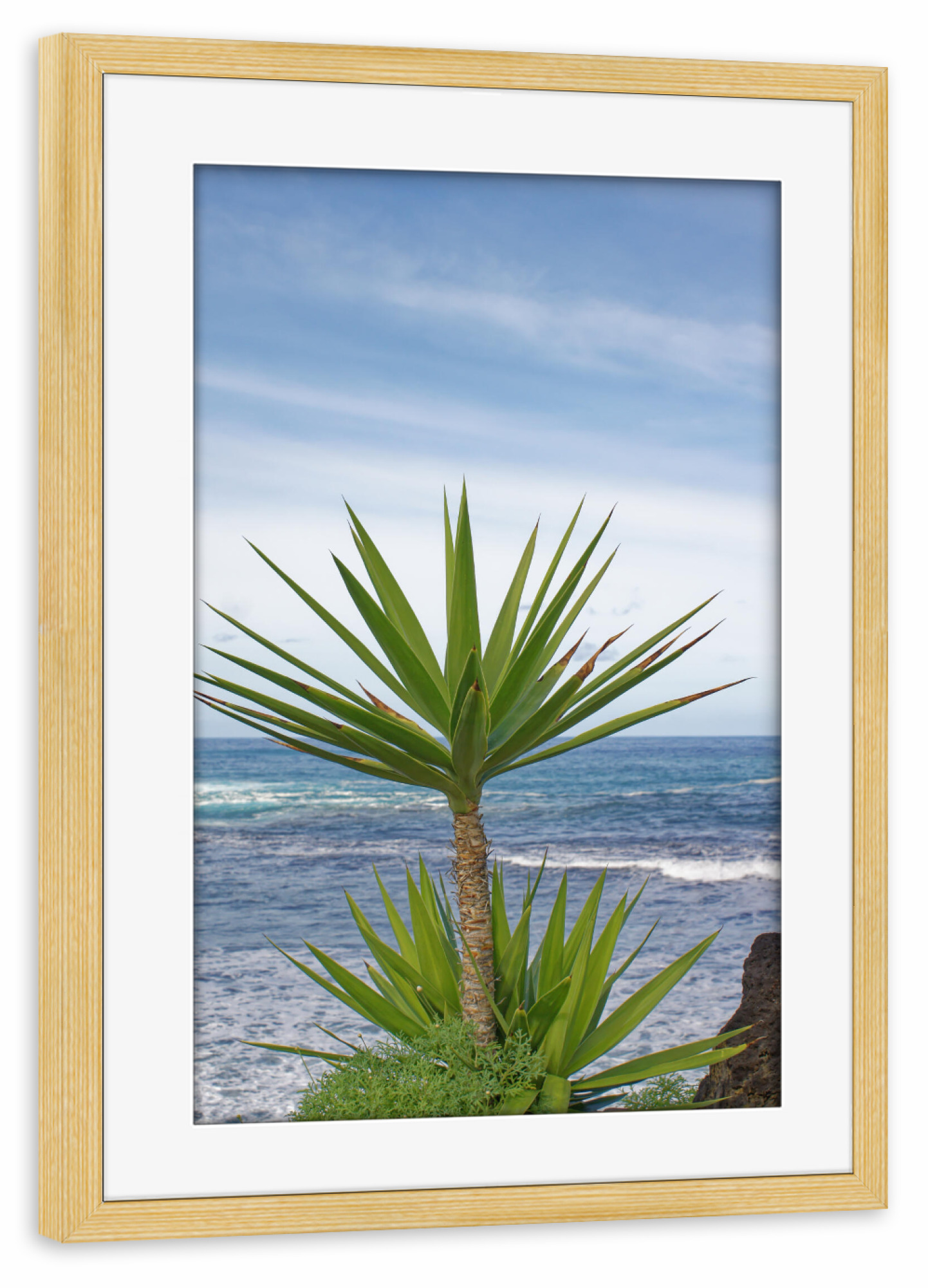 Poster mit Rahmen kiefer "Yucca-Palme" artboxONE - Natur,Reise,Reise / Strand und Meer,Reise / Länder