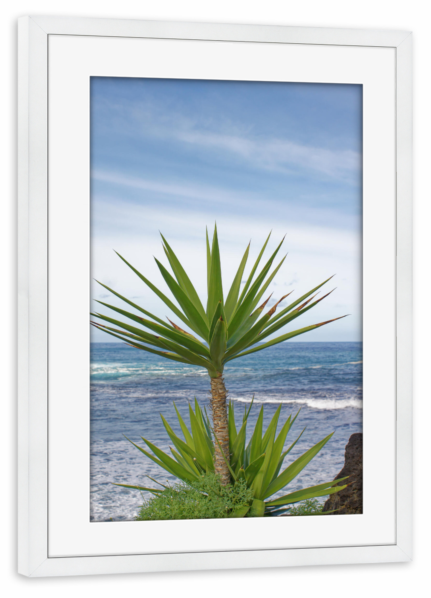 Poster mit Rahmen weiß "Yucca-Palme" artboxONE - Natur,Reise,Reise / Strand und Meer,Reise / Länder