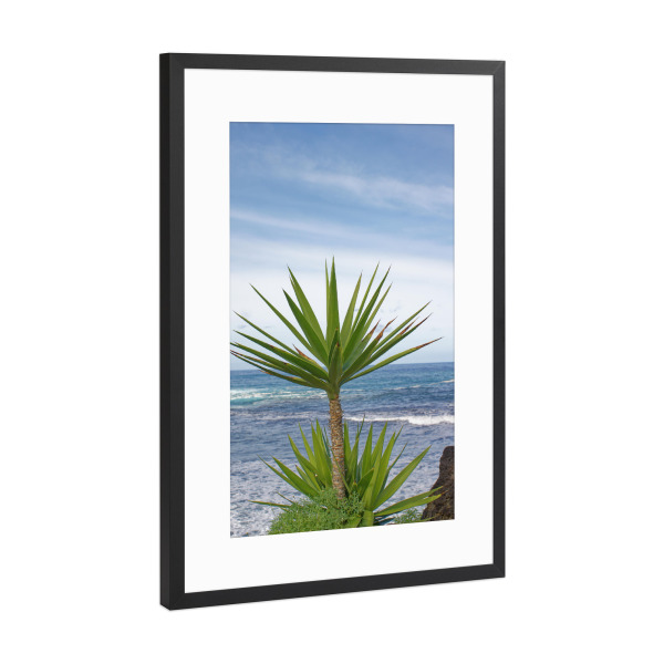 Poster mit Rahmen Schwarz (Metallic) "Yucca-Palme" artboxONE - Natur,Reise,Reise / Strand und Meer,Reise / Länder