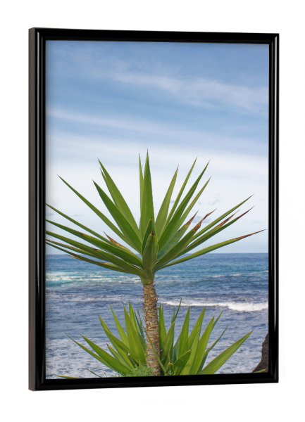 Poster mit schwarzem Rahmen "Yucca-Palme" artboxONE - Natur,Reise,Reise / Strand und Meer,Reise / Länder