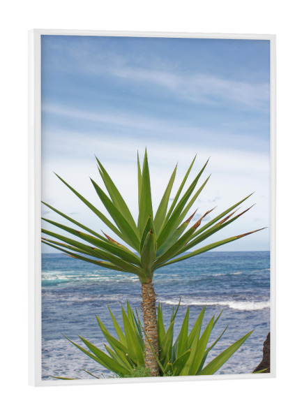 Poster mit weißem Rahmen "Yucca-Palme" artboxONE - Natur,Reise,Reise / Strand und Meer,Reise / Länder