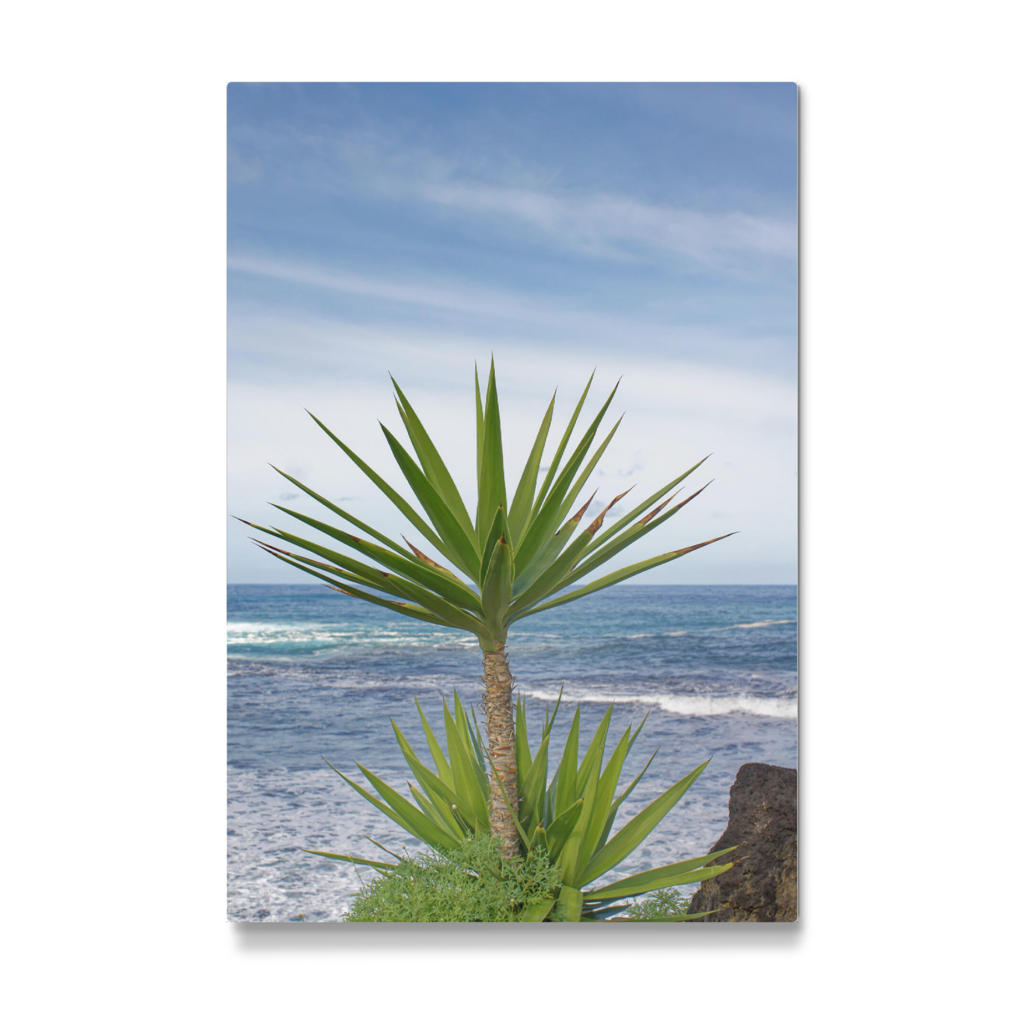 Galerie-Print "Yucca-Palme" 75x50 cm artboxONE