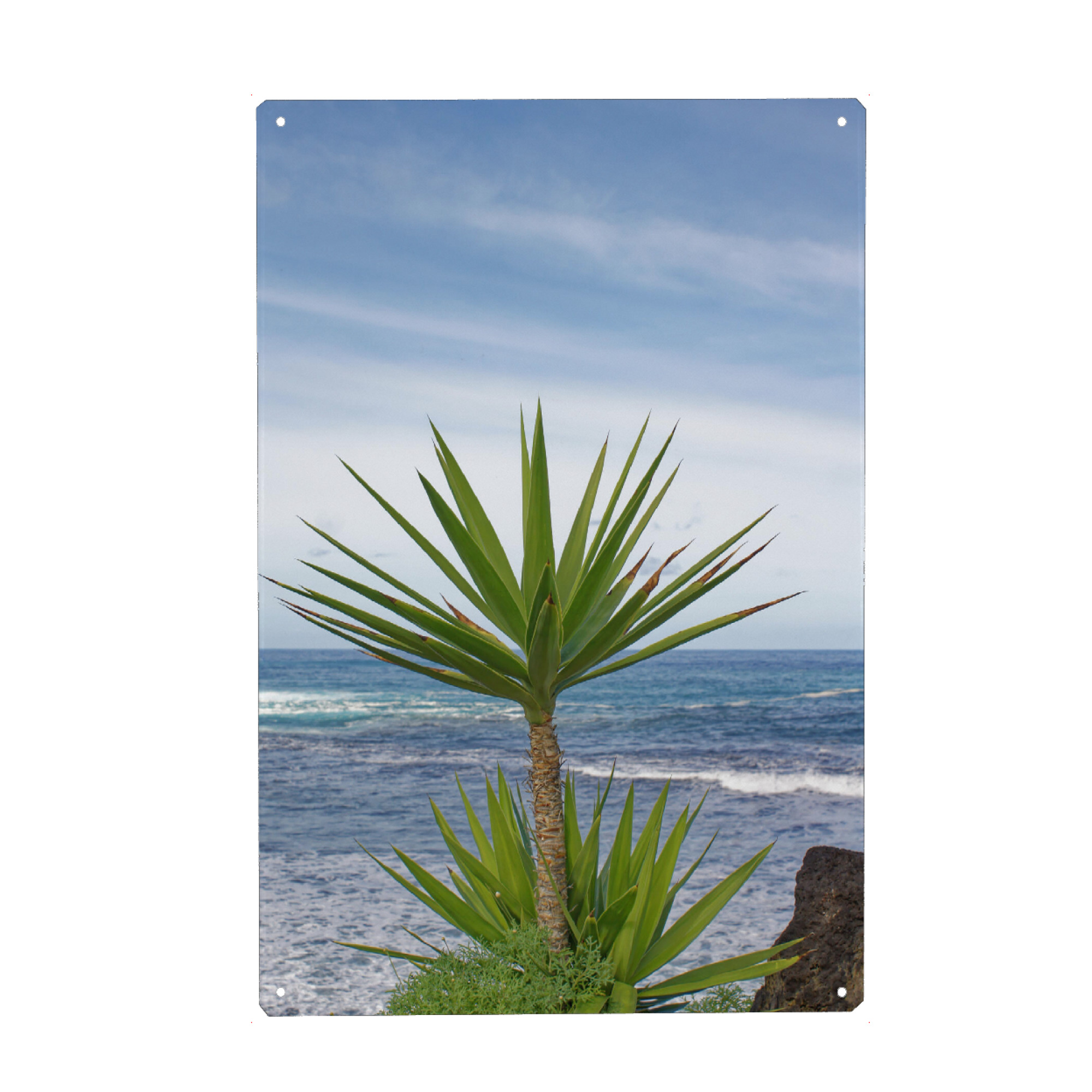 Holzbild "Yucca-Palme" artboxONE - Natur,Reise,Reise / Strand und Meer,Reise / Länder