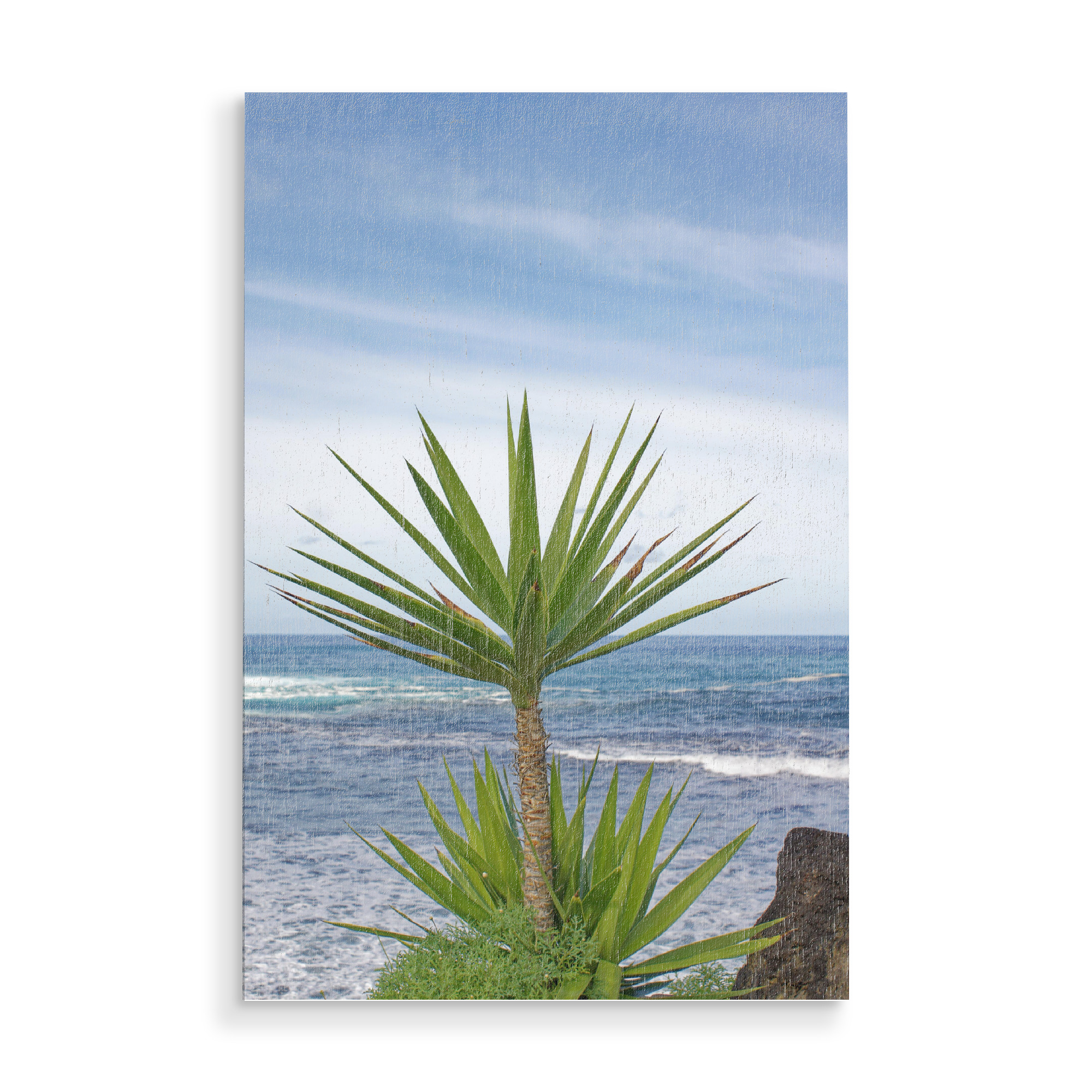 Holzbild "Yucca-Palme" artboxONE - Natur,Reise,Reise / Strand und Meer,Reise / Länder