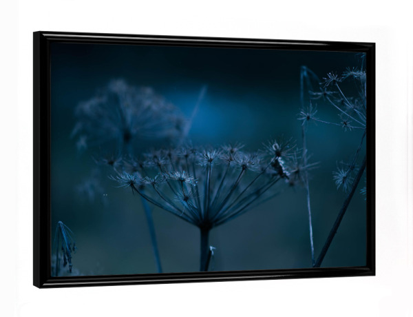 Poster mit schwarzem Rahmen "Bärenklau" artboxONE - Natur