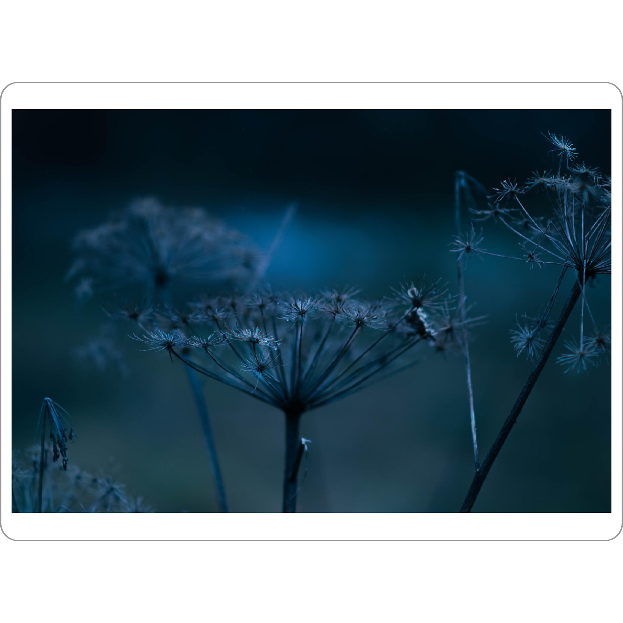 Tischset "Bärenklau" artboxONE - Natur
