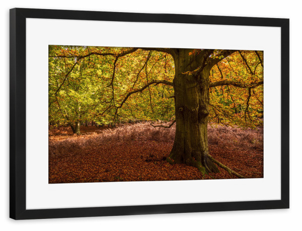 Poster mit Rahmen schwarz "Herbstliche Bäume" artboxONE - Natur,Reise