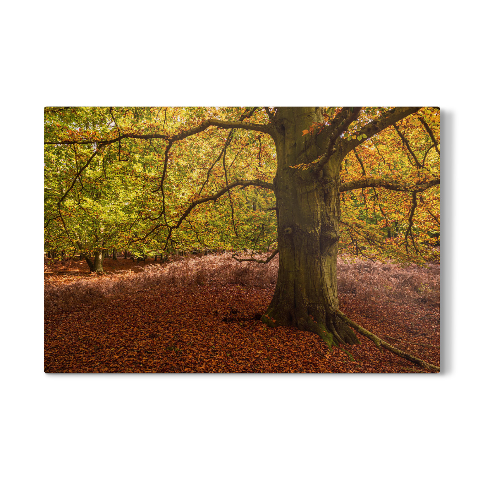 Galerie-Print "Herbstliche Bäume" 30x20 cm artboxONE