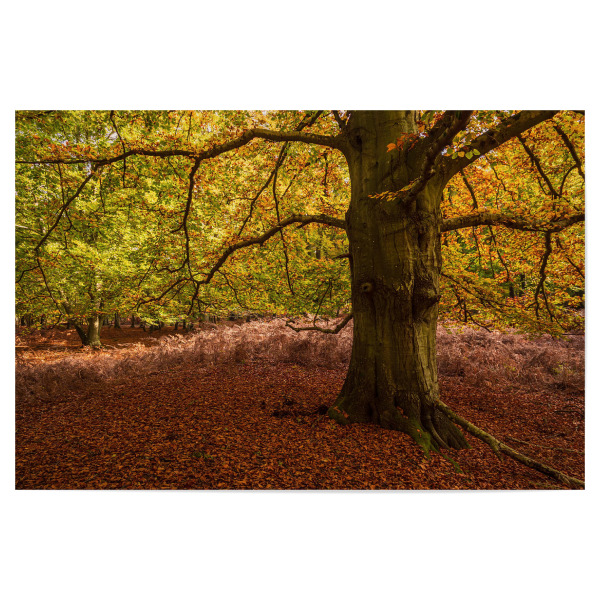 Poster 30x20 cm "Herbstliche Bäume" artboxONE - Natur,Reise