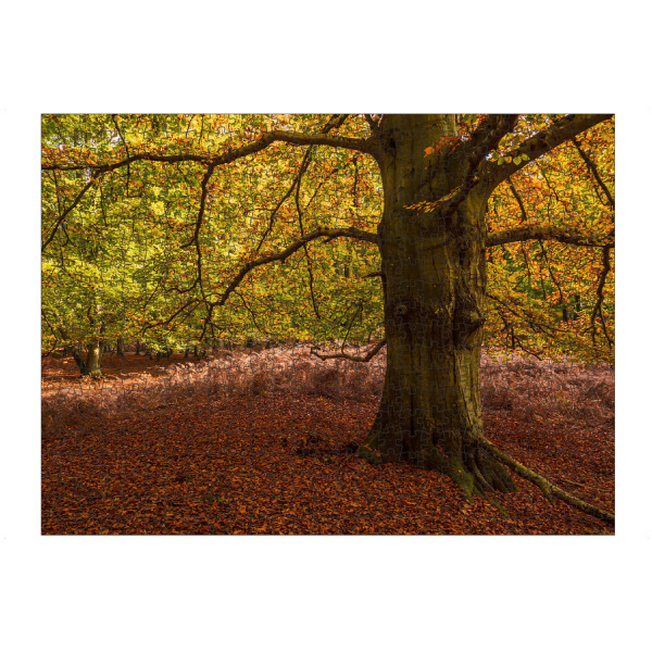 artboxONE Puzzle "Herbstliche Bäume" artboxONE - Natur,Reise