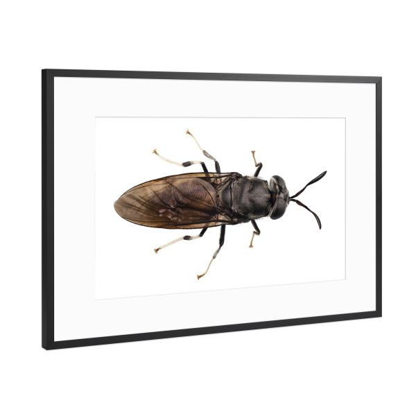 Poster mit Rahmen Schwarz (Metallic) "Black soldier fly species Hermetia" artboxONE - Natur,Tiere