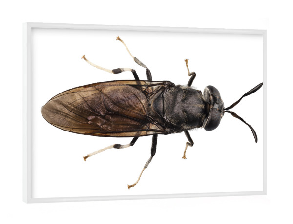 Poster mit weißem Rahmen "Black soldier fly species Hermetia" artboxONE - Natur,Tiere