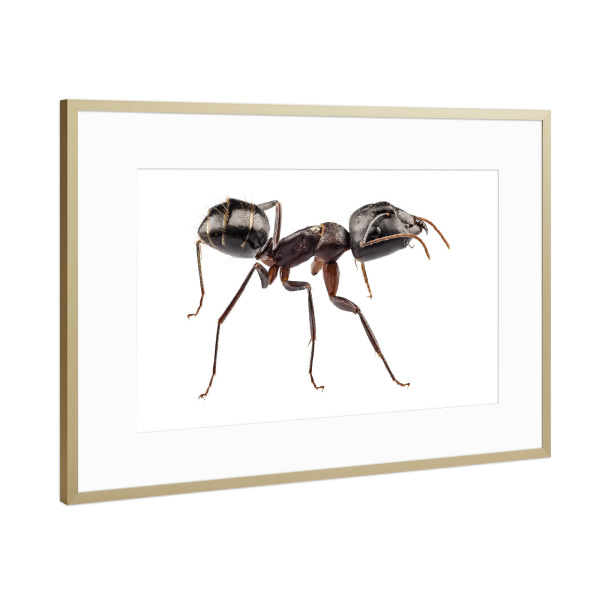 Poster mit Rahmen Gold "Carpenter Ant species camponotus" artboxONE - Natur,Tiere