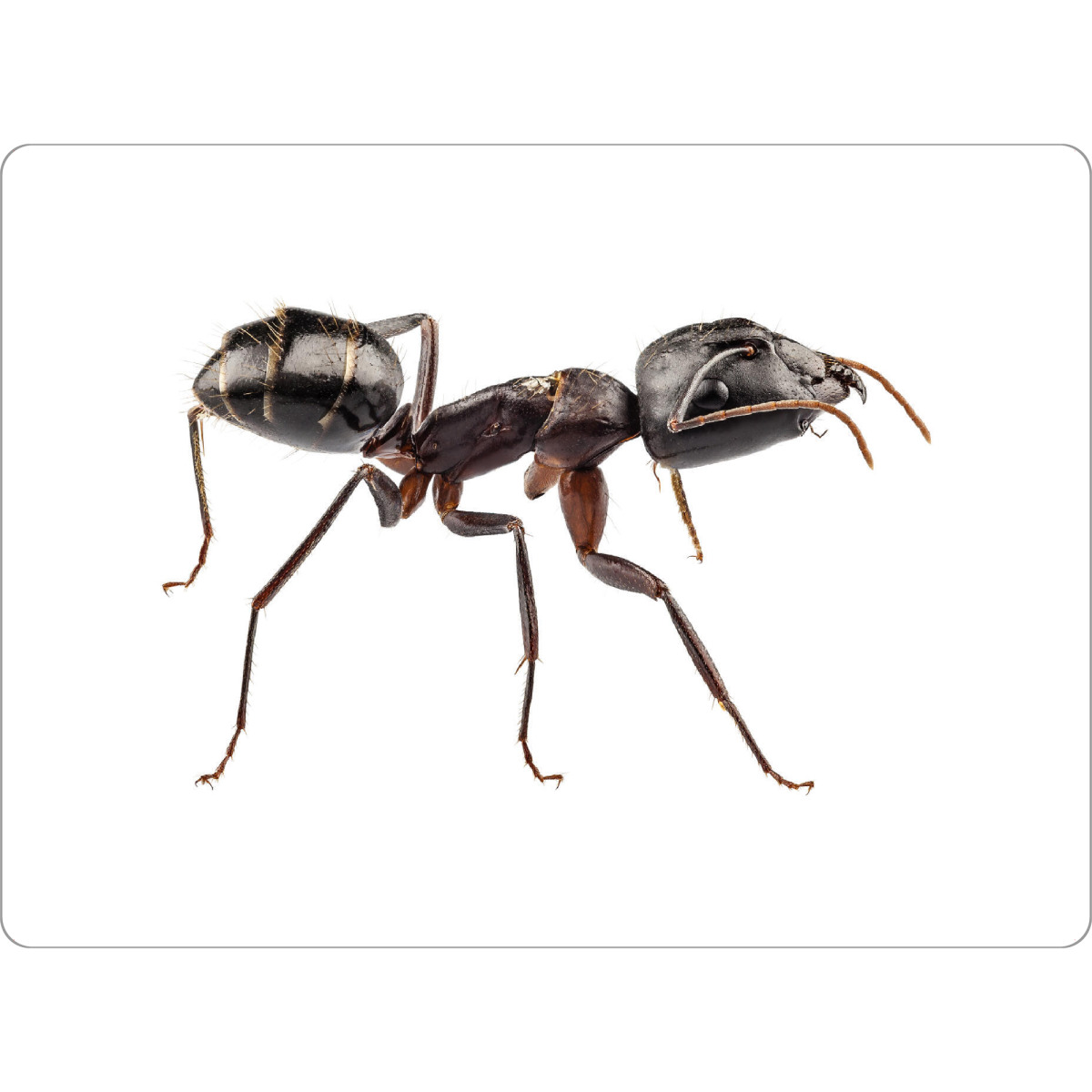 Tischset "Carpenter Ant species camponotus" artboxONE - Natur,Tiere