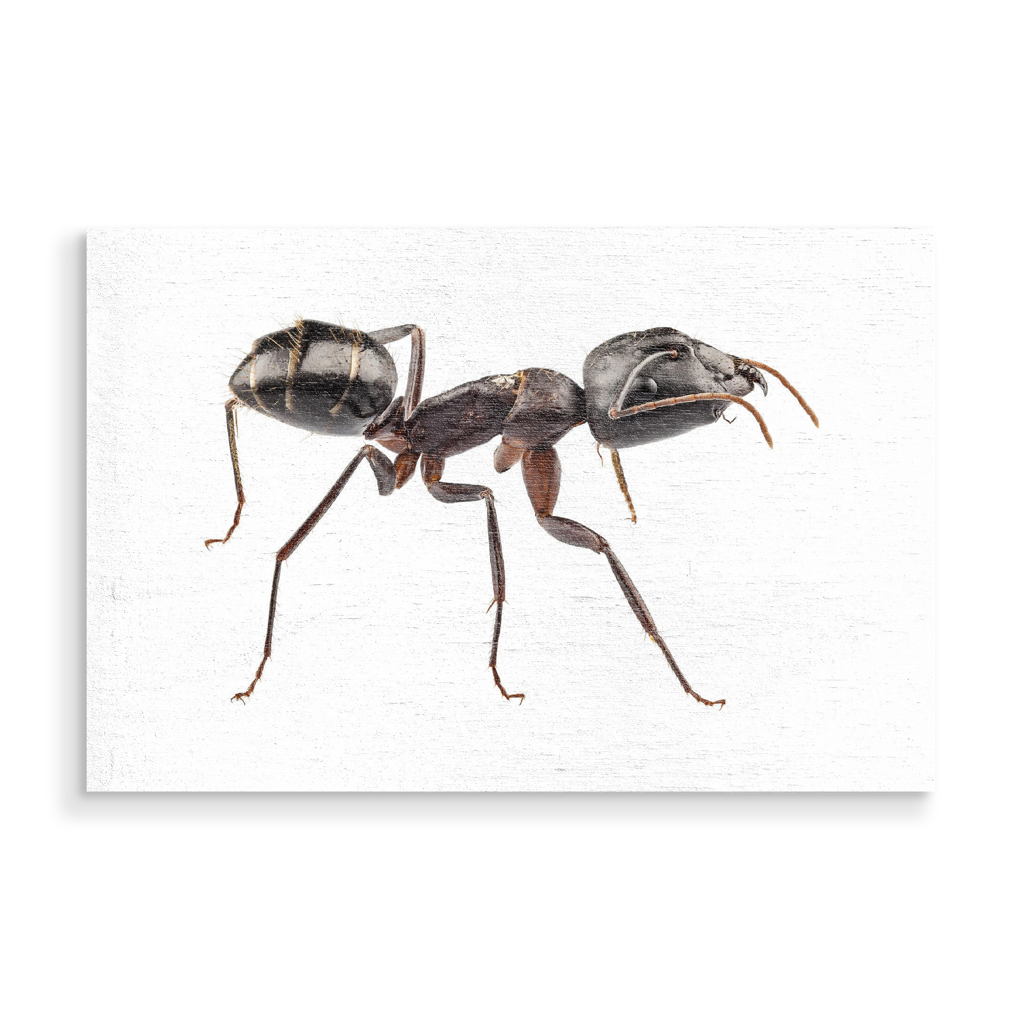 Holzbild "Carpenter Ant species camponotus" artboxONE - Natur,Tiere