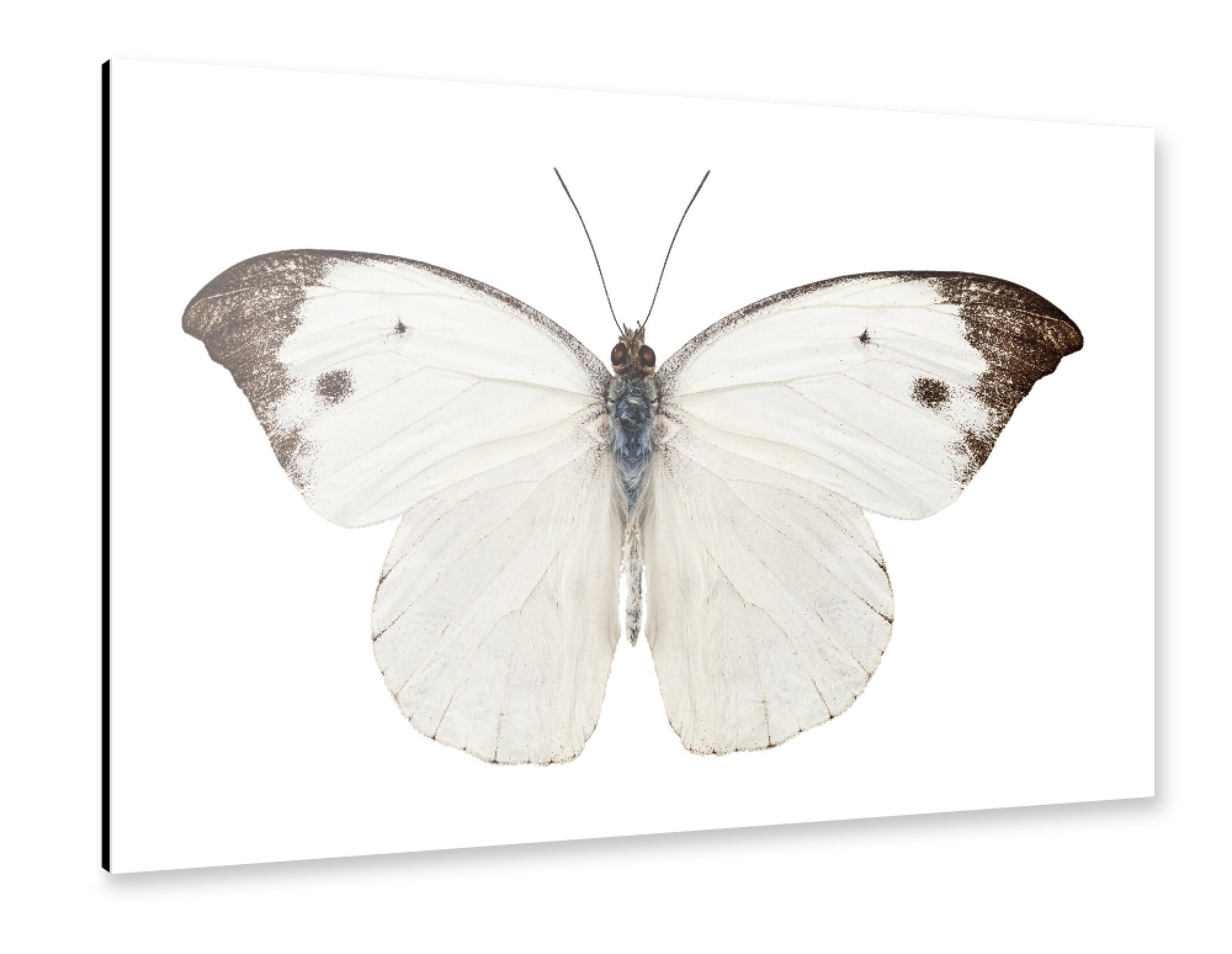 Alu-Dibond "Pieris Rapae" 30x20 cm artboxONE
