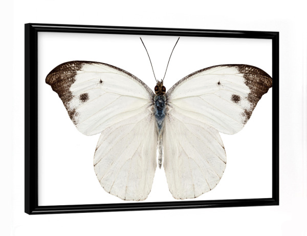 Poster mit schwarzem Rahmen "Pieris Rapae" artboxONE - Natur,Tiere