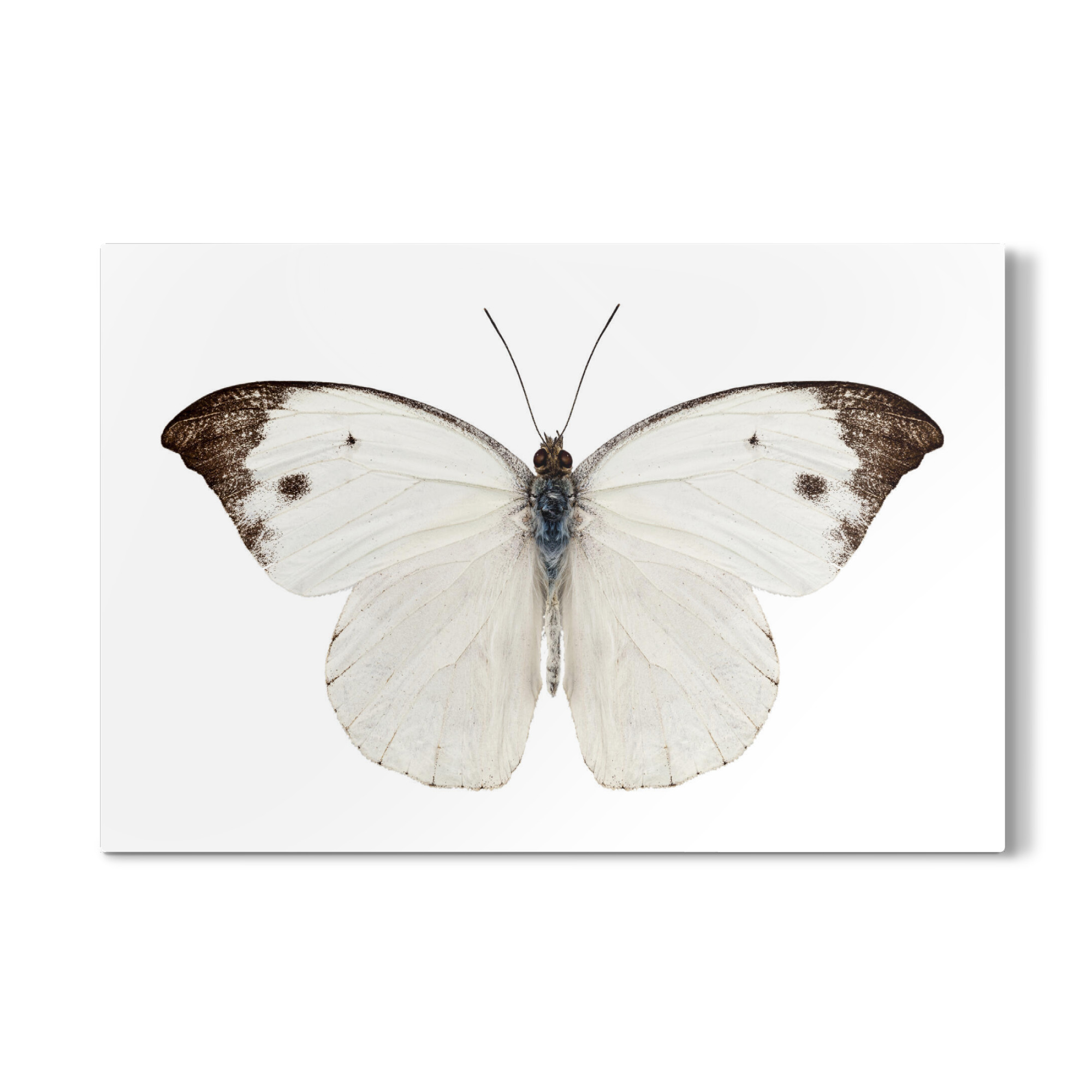 Galerie-Print "Pieris Rapae" 75x50 cm artboxONE