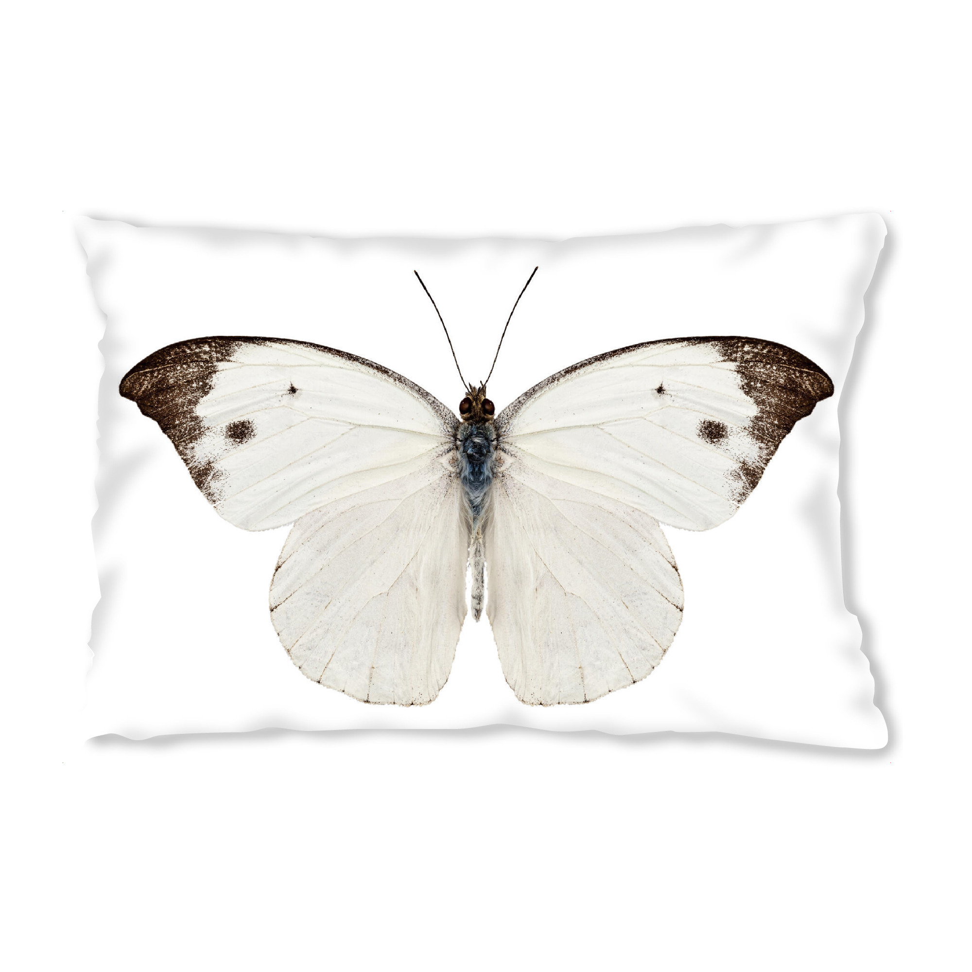 Design-Kissen "Pieris Rapae" artboxONE - Natur,Tiere