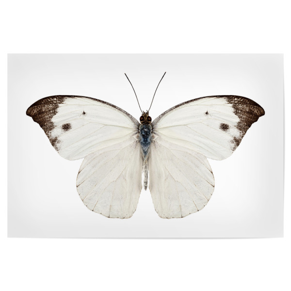 Poster "Pieris Rapae" artboxONE - Natur,Tiere