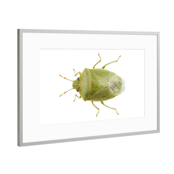 Poster mit Rahmen Silber "Palomena prasina" artboxONE - Natur,Tiere