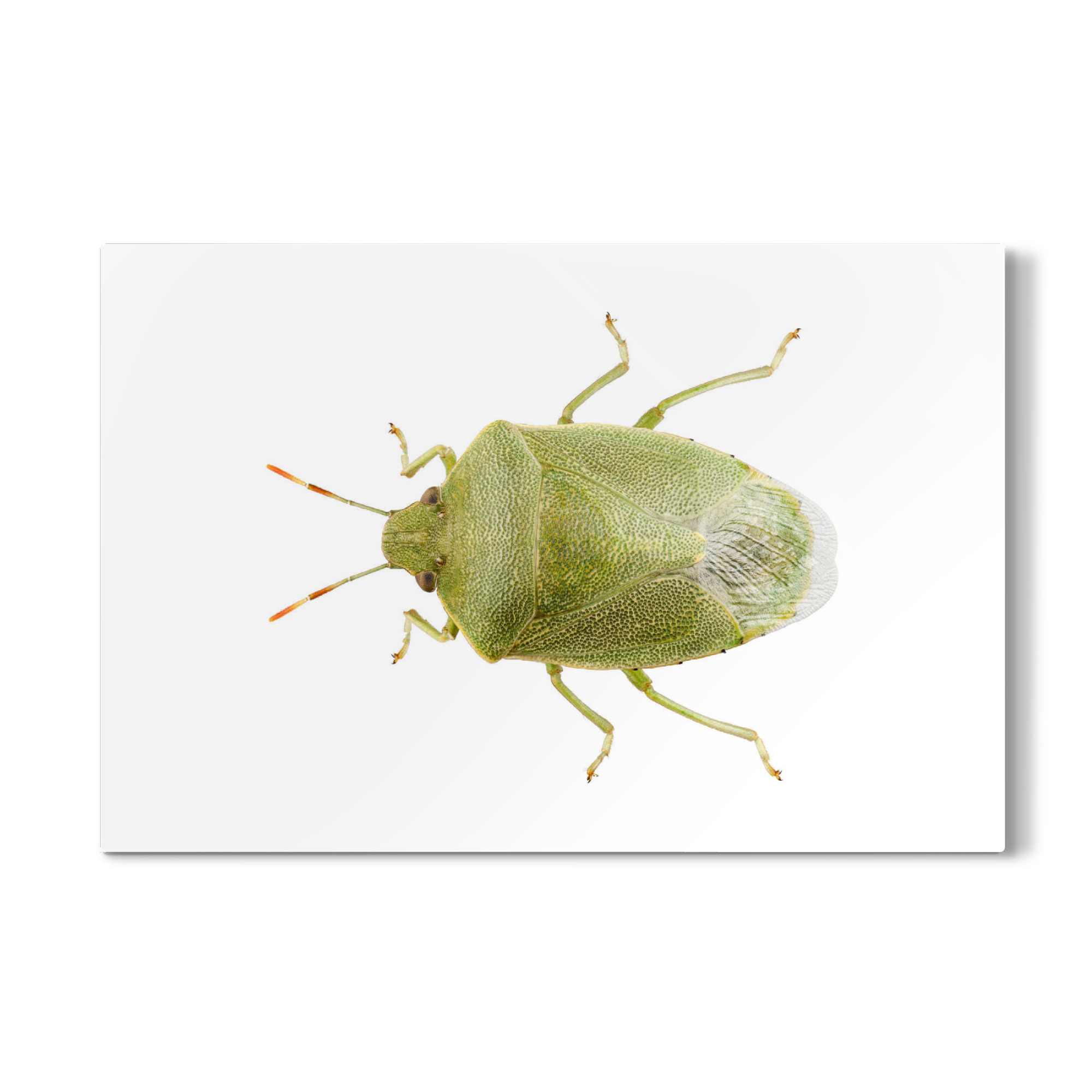 Galerie-Print "Palomena prasina" 75x50 cm artboxONE