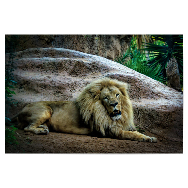 Poster "Entspannter Löwe" artboxONE - Natur,Reise,Reise / Strand und Meer,Reise / Länder - Löwe,Lion,Tier,Animal,Natur,Nature,Wild