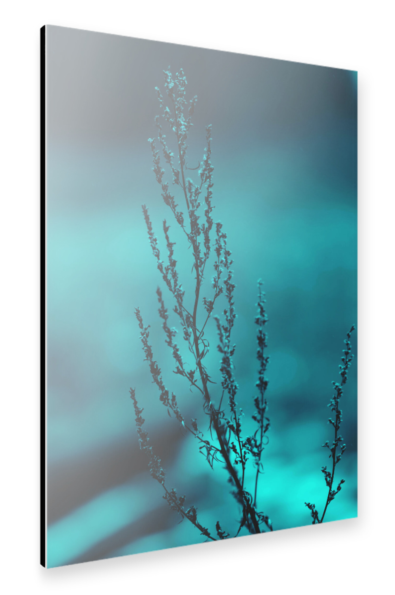 Alu-Dibond "Winterpflanze" 75x50 cm artboxONE