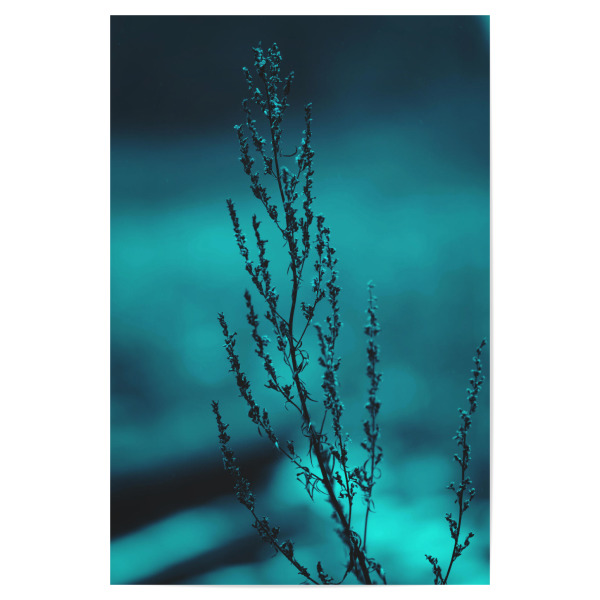 Poster "Winterpflanze" artboxONE - Natur