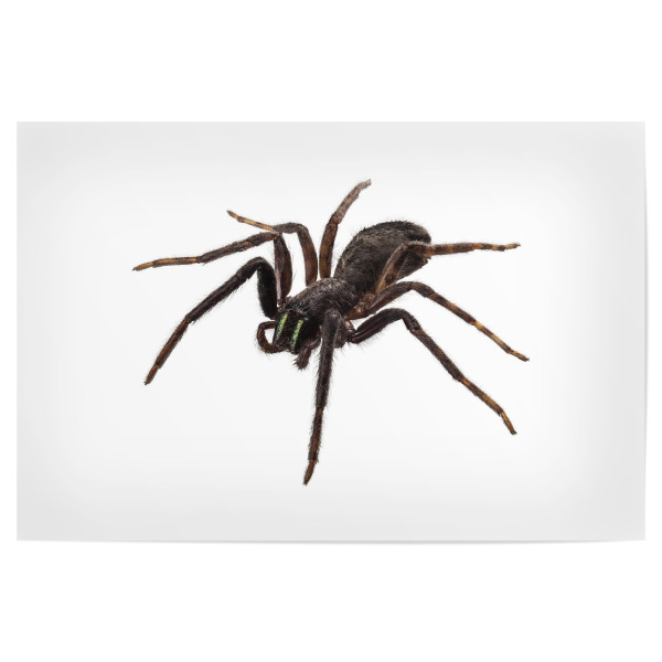 Poster "Tegenaria spider" artboxONE - Natur,Tiere - Insect,Animals,High resolution,Flying,Color,Colorful,Spider,Nature,Spinne,Insekt