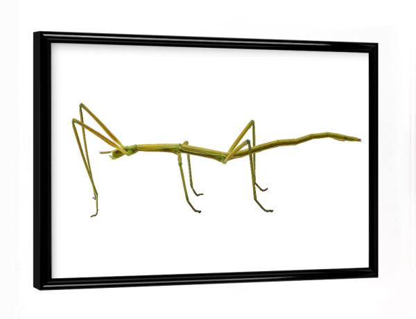 Poster mit schwarzem Rahmen "Spanish Walking Stick insect" artboxONE - Natur,Tiere