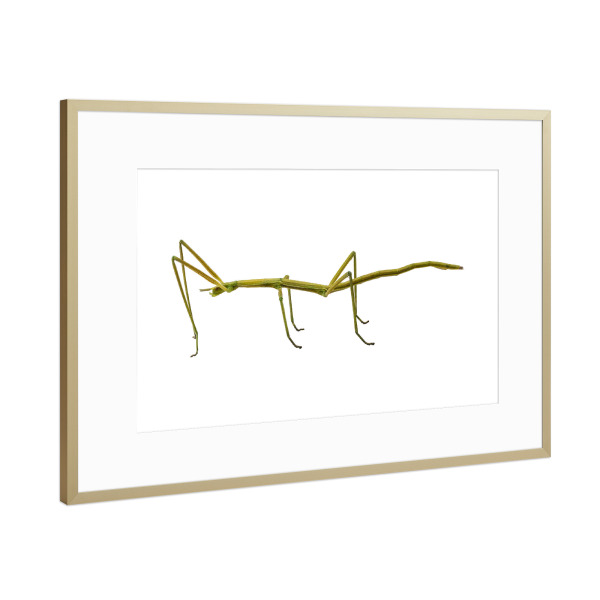 Poster mit Rahmen Gold "Spanish Walking Stick insect" artboxONE - Natur,Tiere