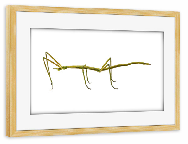 Poster mit Rahmen kiefer "Spanish Walking Stick insect" artboxONE - Natur,Tiere