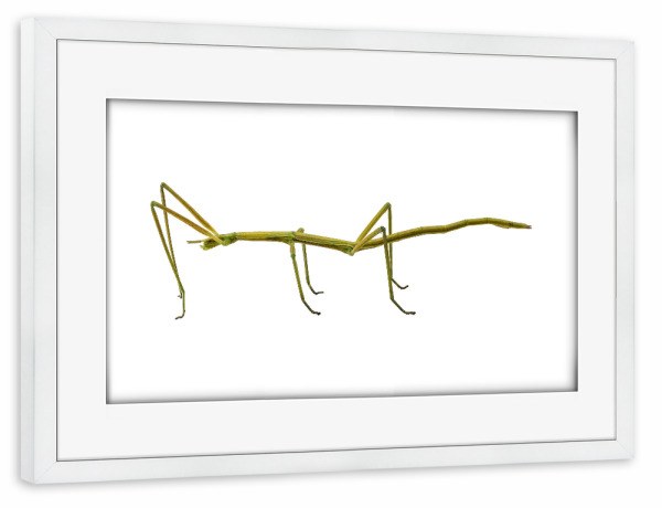 Poster mit Rahmen weiß "Spanish Walking Stick insect" artboxONE - Natur,Tiere