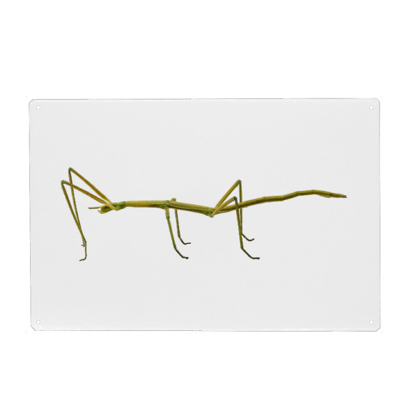 Metall Poster "Spanish Walking Stick insect" artboxONE - Natur,Tiere - Insect,Animals,High resolution,Flying,Color,Colorful,Spider,Nature,Insekt