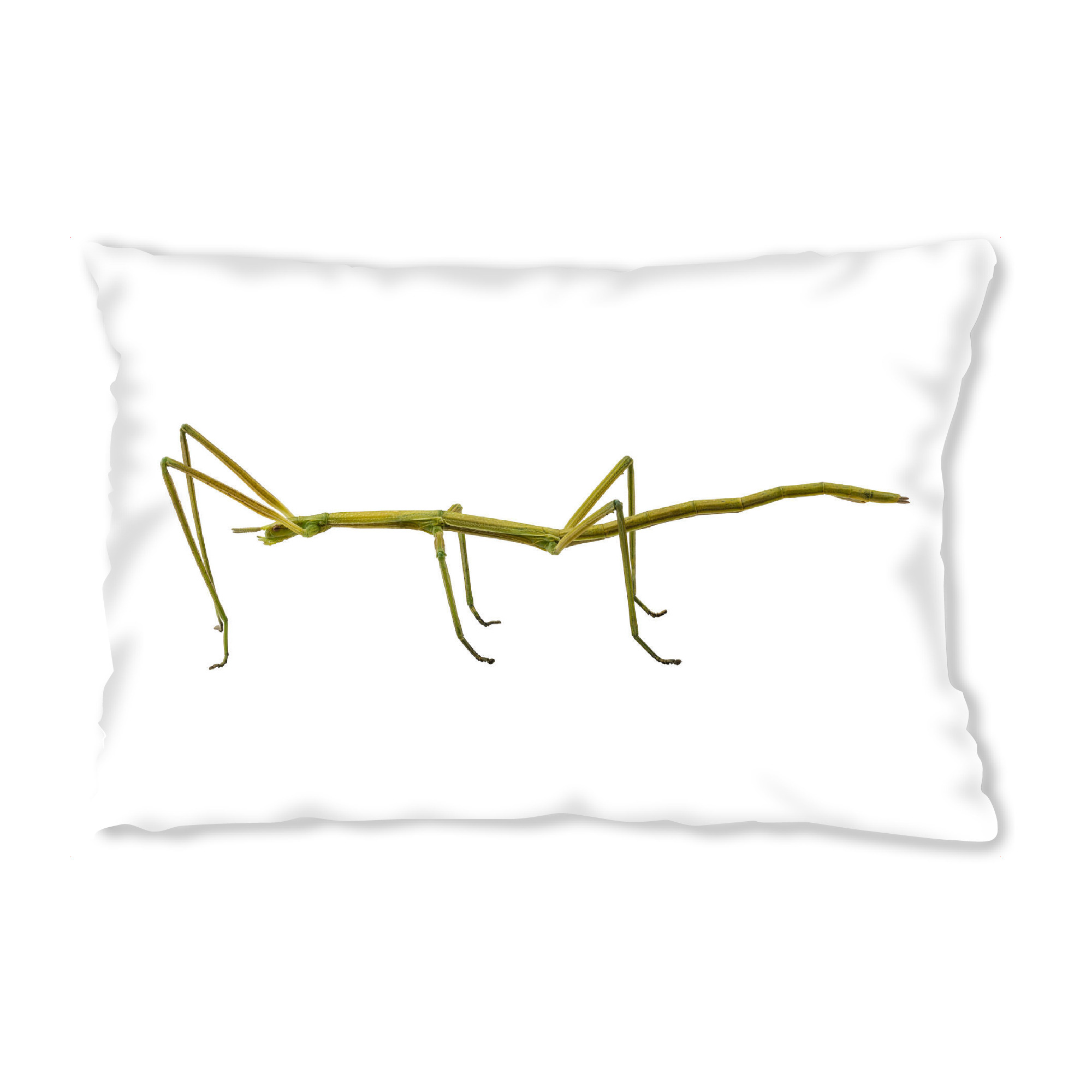 Design-Kissen "Spanish Walking Stick insect" artboxONE - Natur,Tiere - Insect,Animals,High resolution,Flying,Color,Colorful,Spider,Nature,Insekt