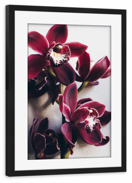 Poster mit Rahmen schwarz "Red Cymbidium Orchid" artboxONE - Natur,Floral - Orchidee,Blumen,Feminin,Zart,Flowers,Floral,Natur,Nature