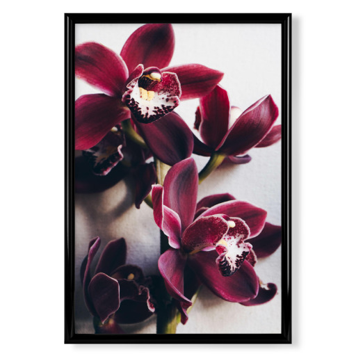 Red Cymbidium Orchid