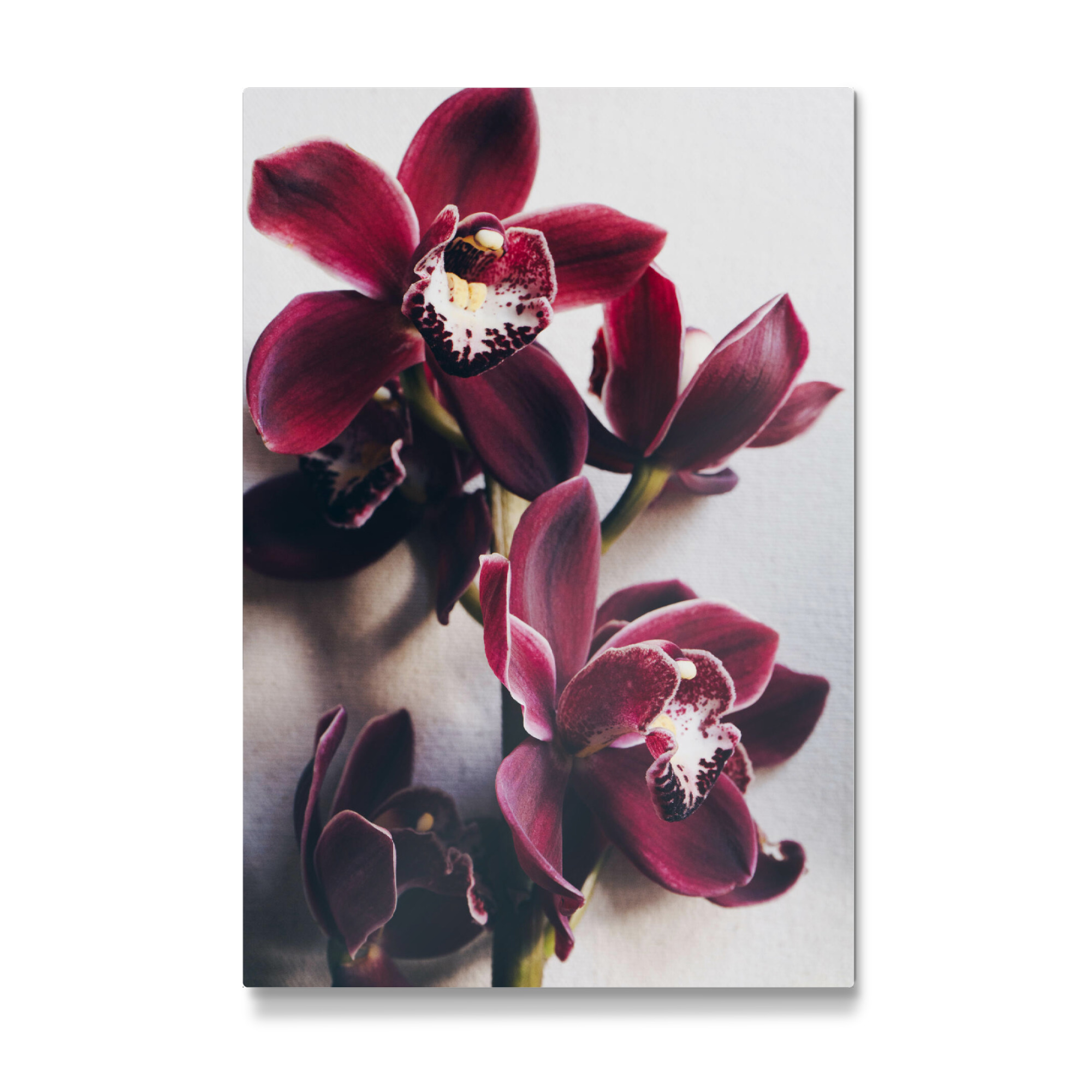 Galerie-Print "Red Cymbidium Orchid" 75x50 cm artboxONE