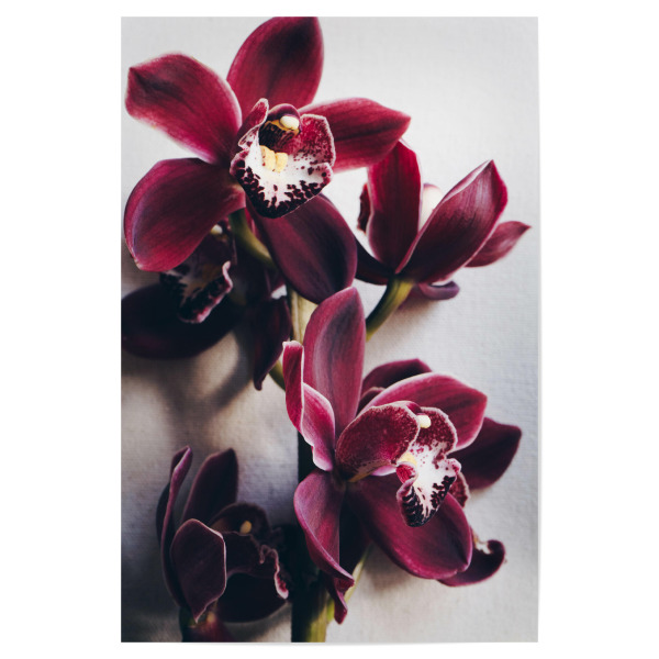 Poster "Red Cymbidium Orchid" artboxONE - Natur,Floral - Orchidee,Blumen,Feminin,Zart,Flowers,Floral,Natur,Nature
