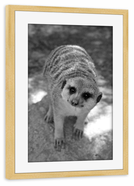 Poster mit Rahmen kiefer "Lustiges Erdmännchen" artboxONE - Tiere,Schwarzweiß,Lustig