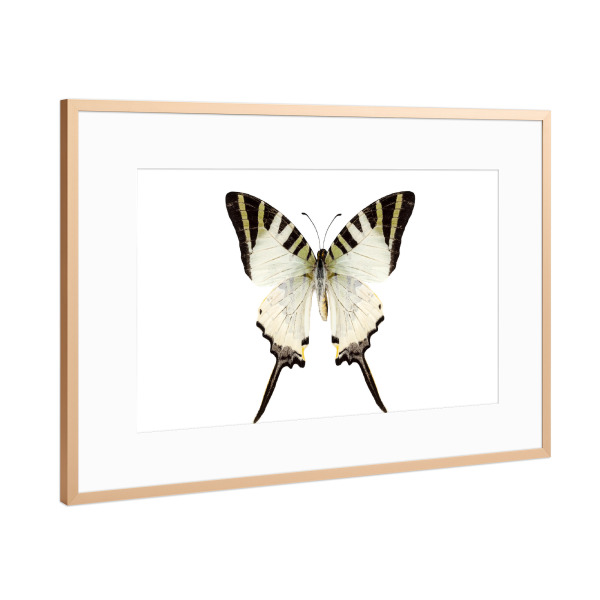 Poster mit Rahmen Kupfer "Butterfly species Graphium-p" artboxONE - Natur,Tiere