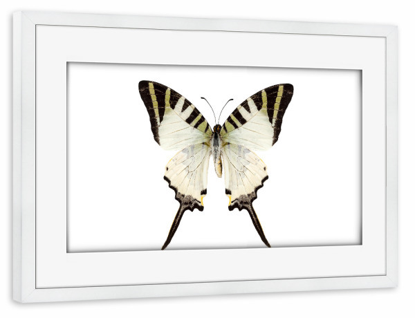 Poster mit Rahmen weiß "Butterfly species Graphium-p" artboxONE - Natur,Tiere