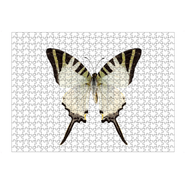 artboxONE Puzzle "Butterfly species Graphium-p" artboxONE - Natur,Tiere