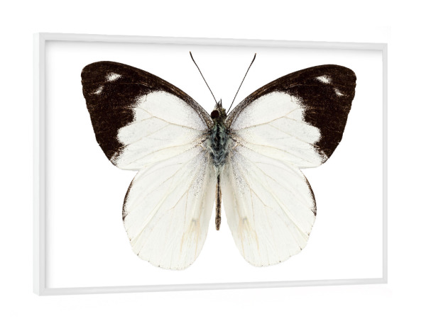 Poster mit weißem Rahmen "White butterfly species Apias" artboxONE - Natur,Tiere