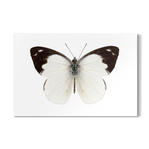 Galerie-Print "White butterfly species Apias" 30x20 cm artboxONE