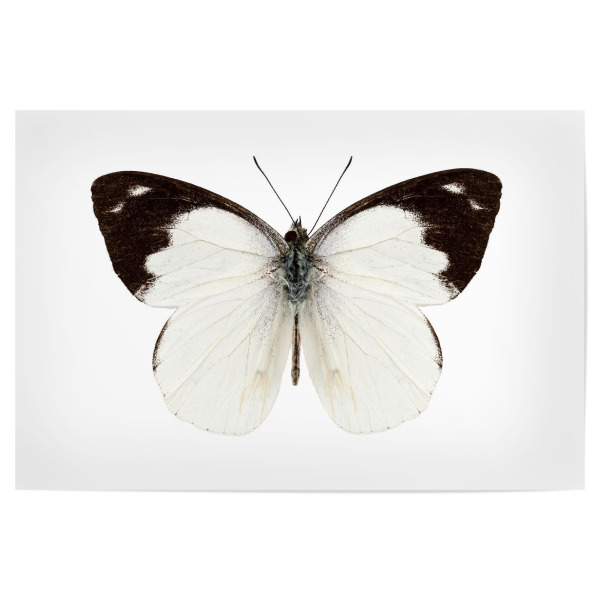 Poster "White butterfly species Apias" artboxONE - Natur,Tiere