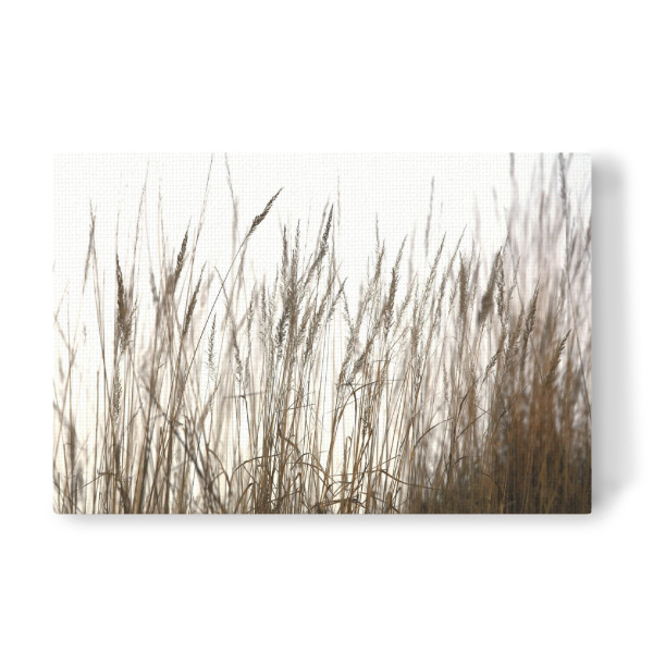 Leinwandbild "Gräser im Sommer" artboxONE - Natur,Floral,Abstrakt,Schwarzweiß
